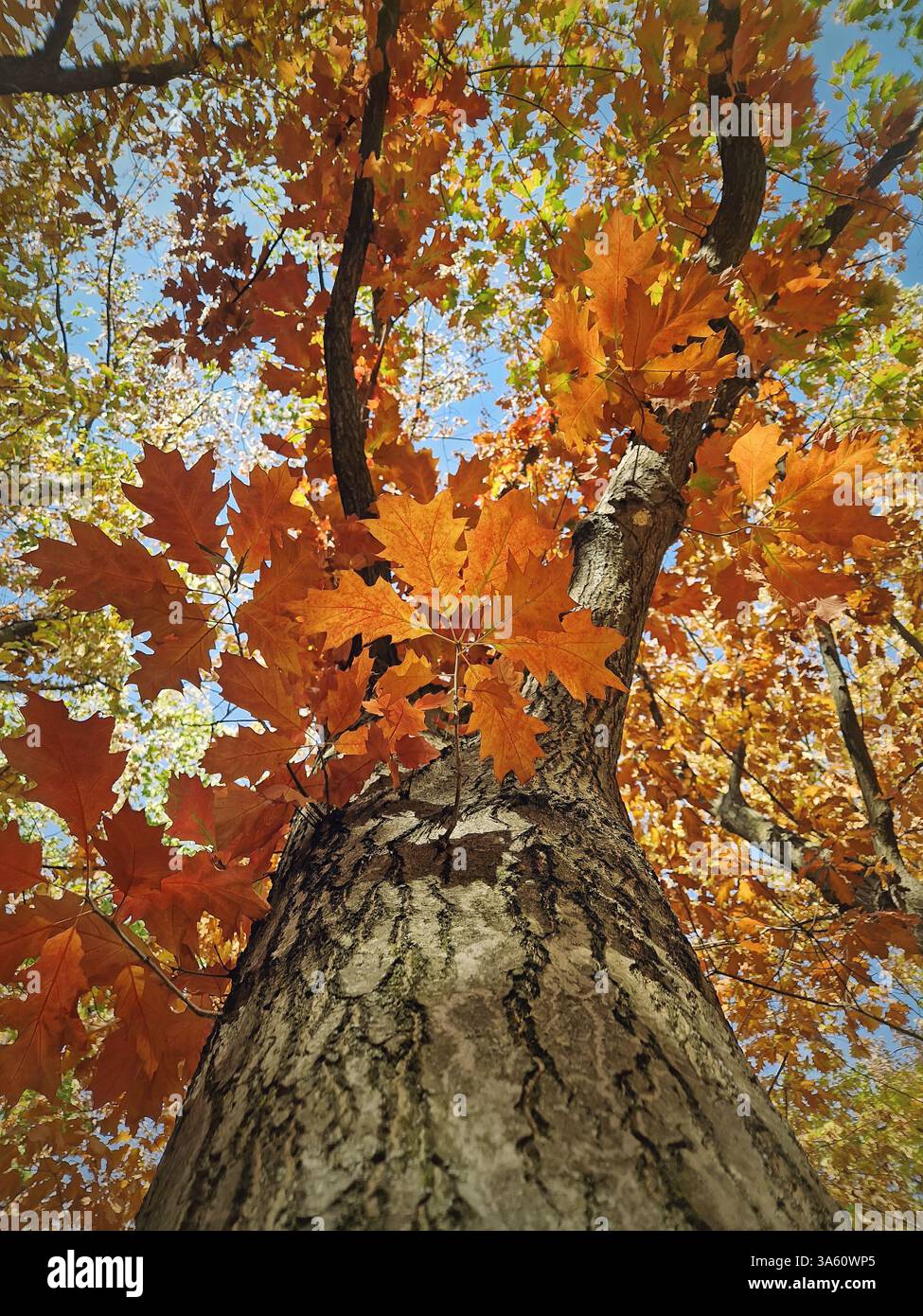 Underneath colorful oak tree crown. Fall season in the park - Smartphone Captured Stock Image
