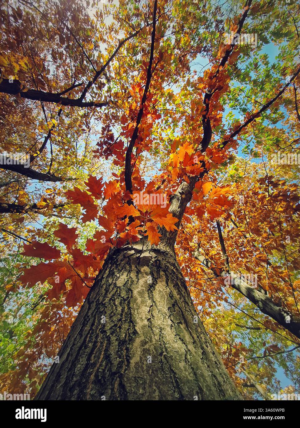 Underneath colorful oak tree crown. Fall season in the park - Smartphone Captured Stock Image