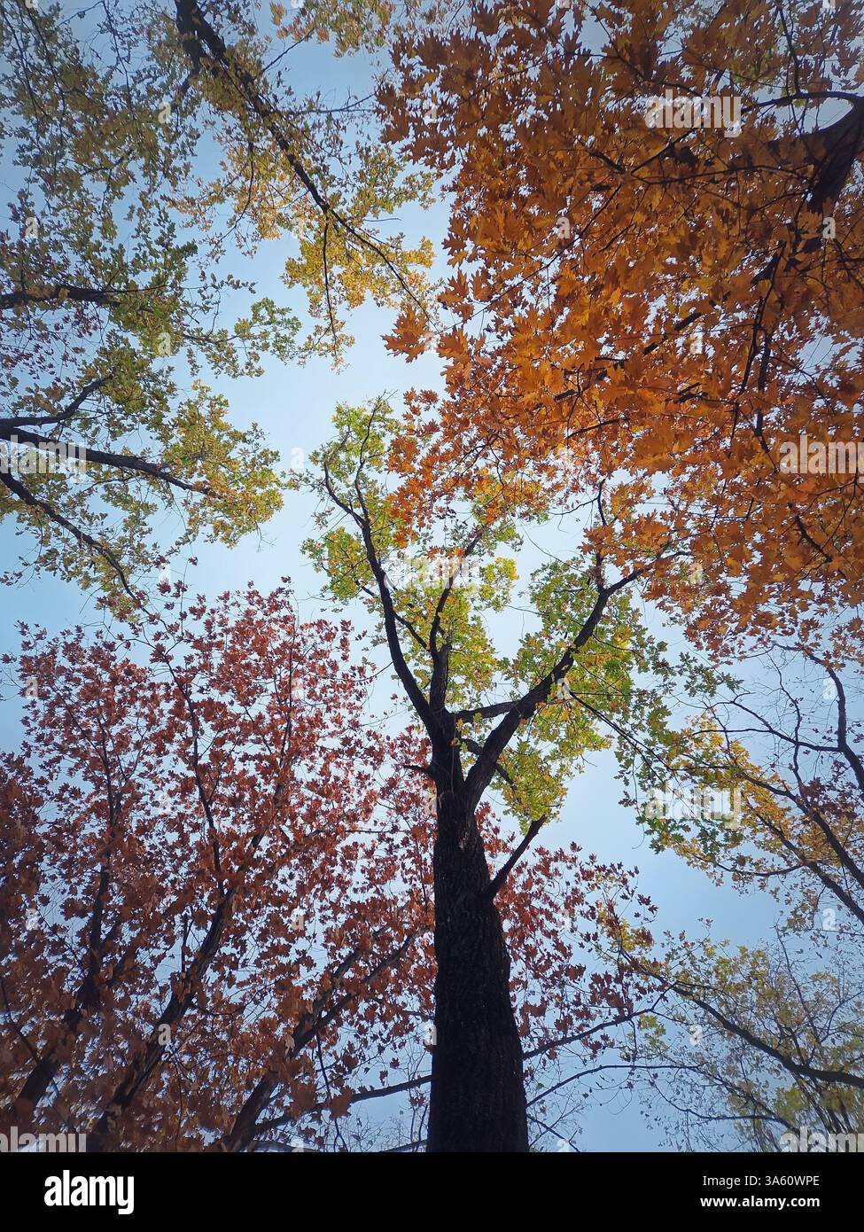 View underneath multicolored oak trees. Autumn season forest foliage sway in the wind - Smartphone Captured Stock Image