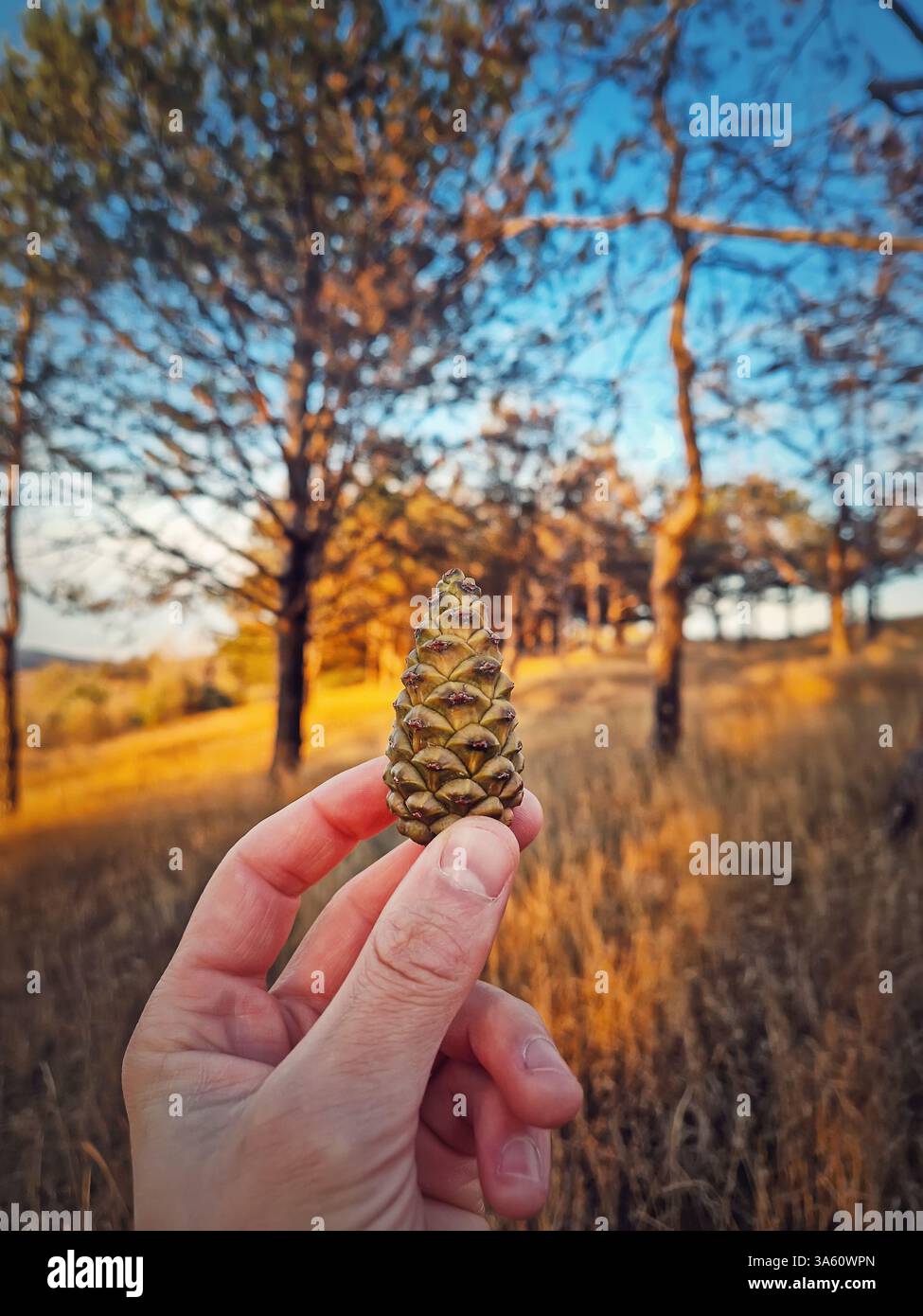 Closeup of hand holding pine cone in forest. Beautiful autumn scene in the coniferous woods - Smartphone Captured Stock Image
