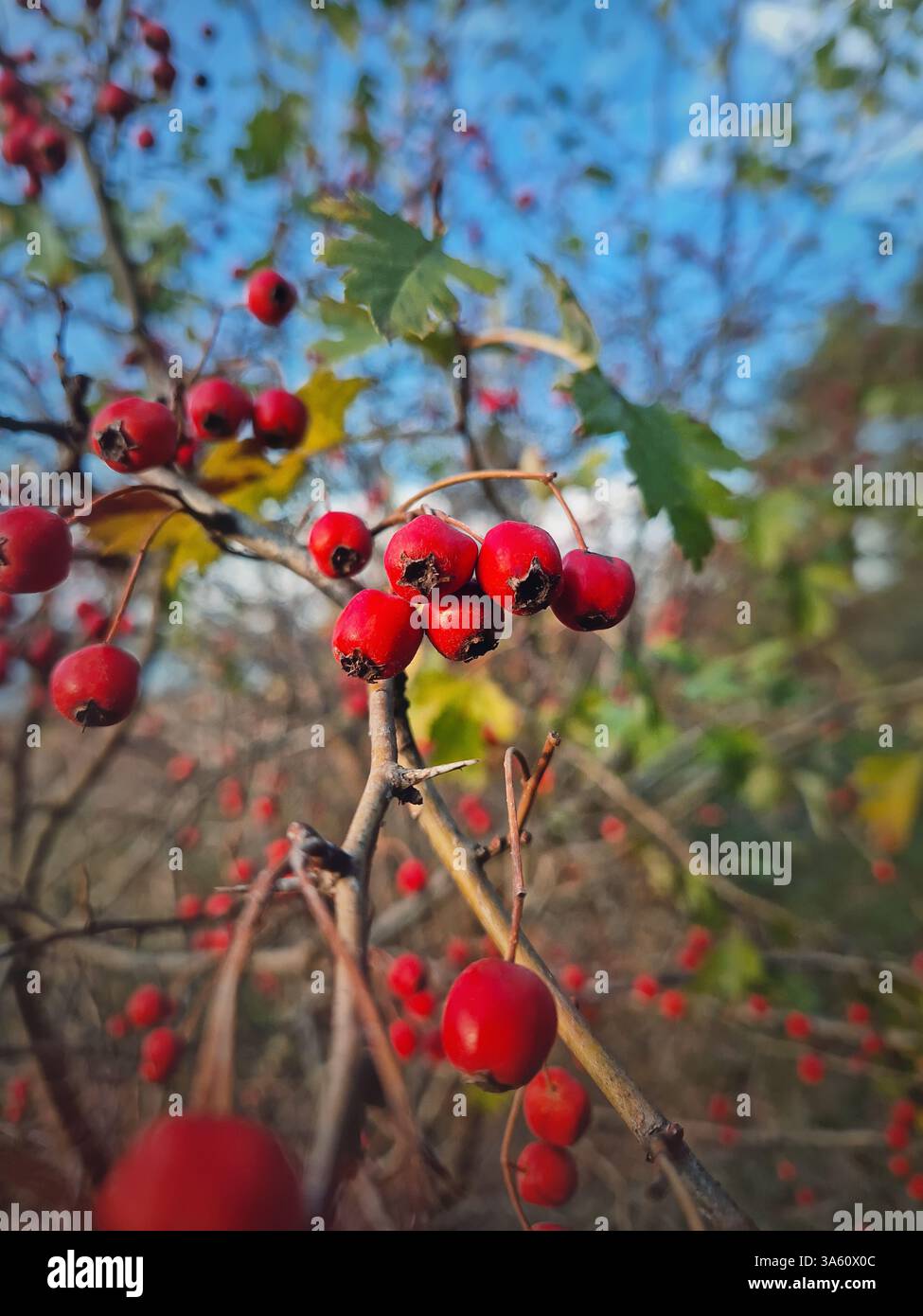 Red ripe hawthorn berries growing on the bush in the forest. Closeup  natural healthy fruits. Autumn season in the woods - Smartphone Captured Stock Image