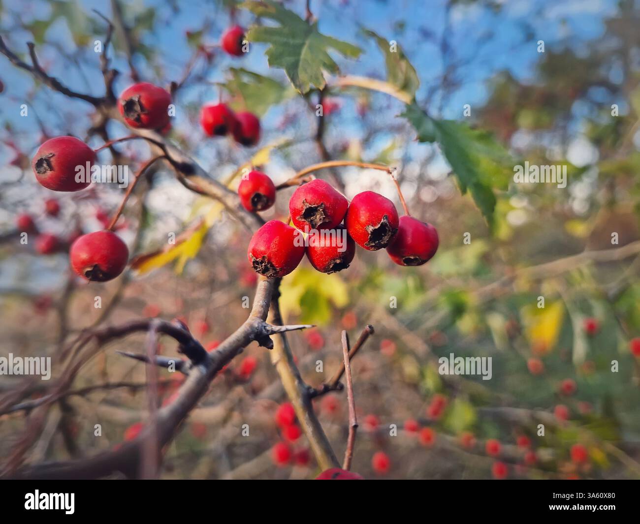 Red ripe hawthorn berries growing on the bush in the forest. Closeup  natural healthy fruits. Autumn season in the woods - Smartphone Captured Stock Image