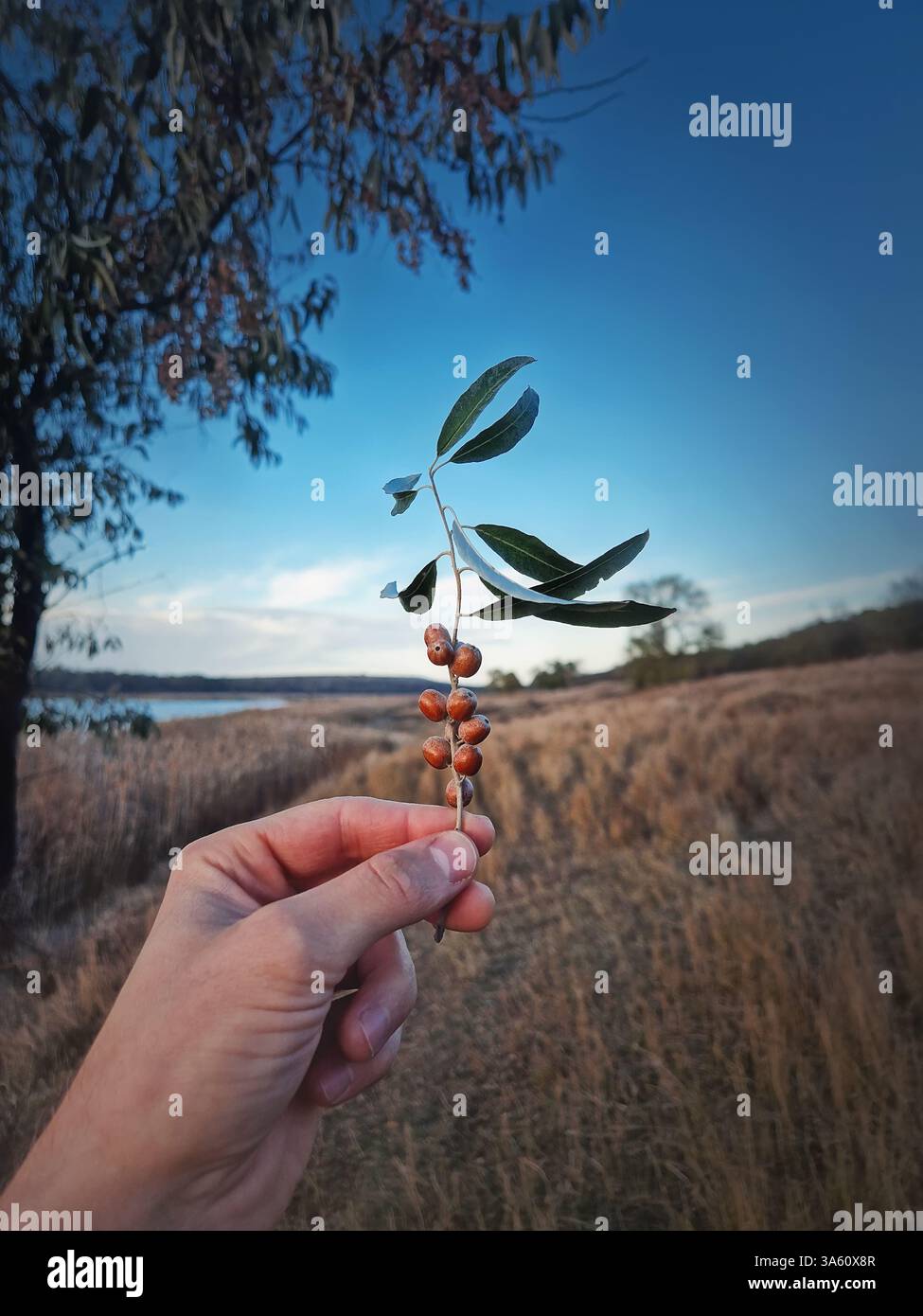 Hand holding an Oleaster tree twig with a cluster of wild berries over the idyllic rural background. Autumn season fruits and a picturesque view. Ripe - Smartphone Captured Stock Image