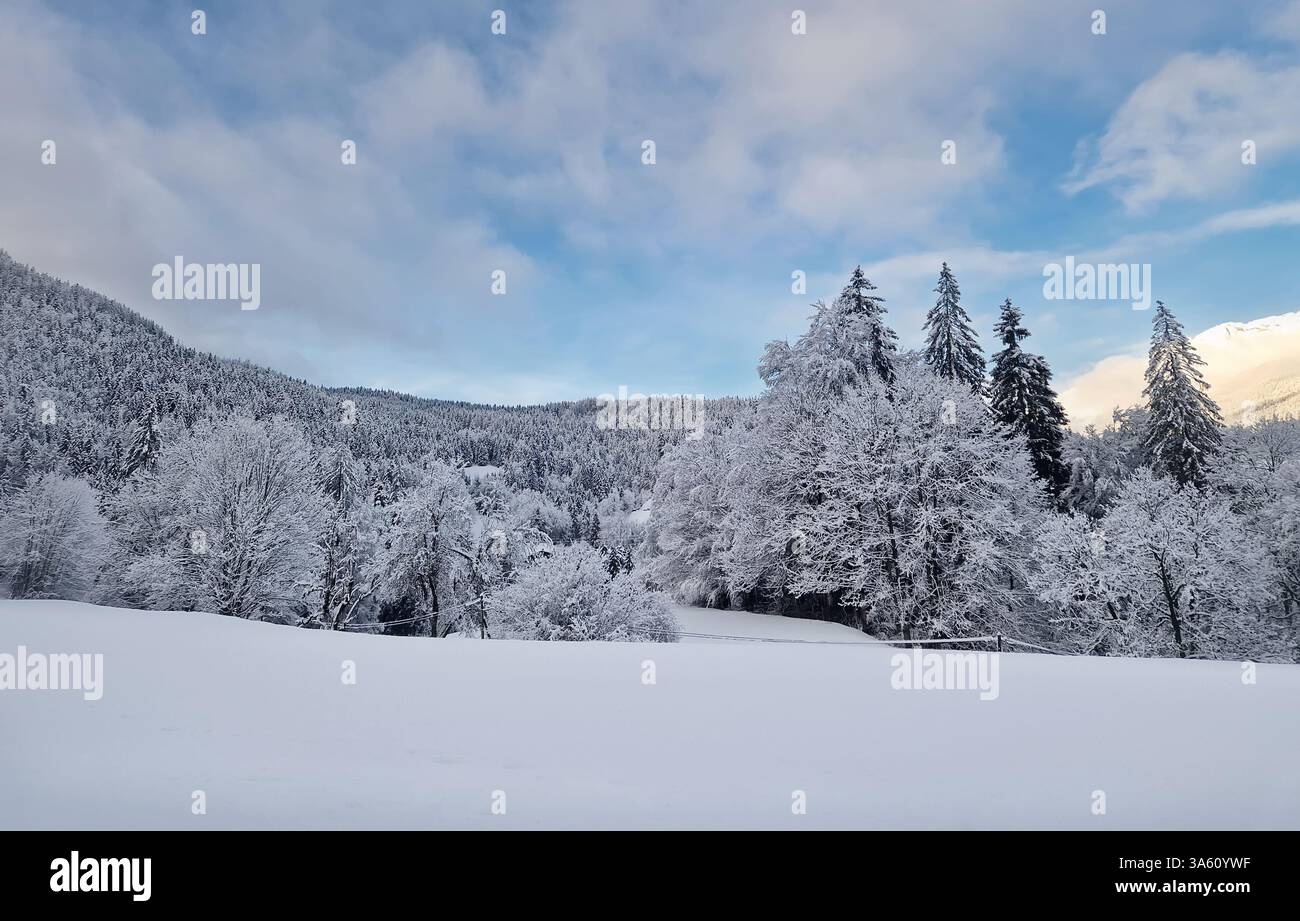 Peaceful winter scene with snow covered trees and ground.Tranquil and picturesque snowy landscape with coniferous forest on the hills, highlighting th - Smartphone Captured Stock Image