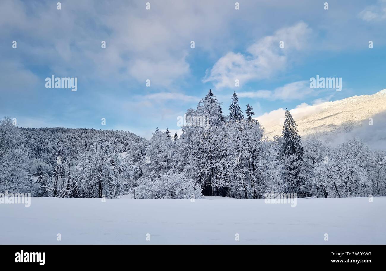 Peaceful winter scene with snow covered trees and ground.Tranquil and picturesque snowy landscape with mixt forest on the hills, highlighting the seas - Smartphone Captured Stock Image