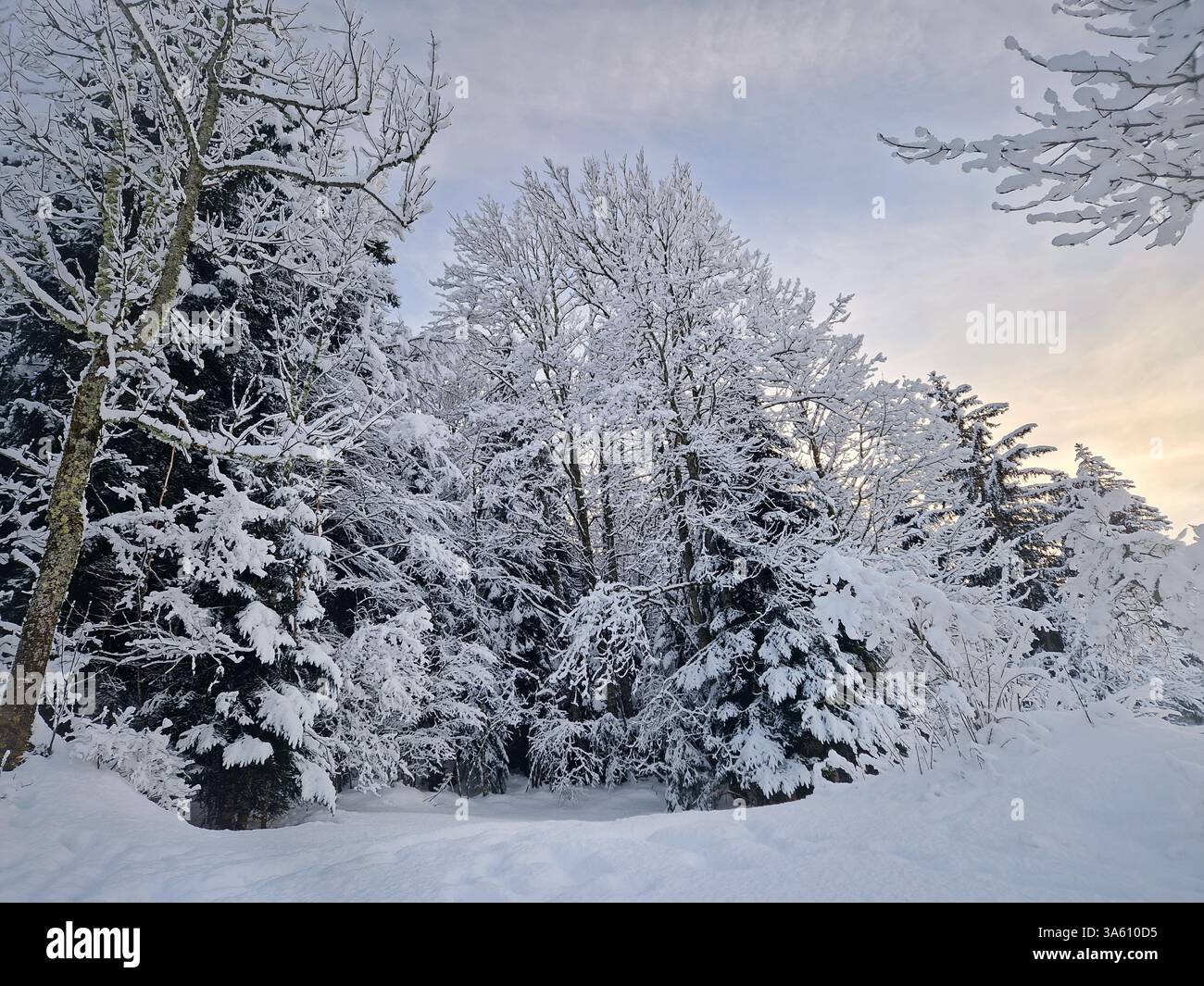 Peaceful winter landscape with snow covered trees under the morning sky bathed in a warm sunrise glow. Tranquil and picturesque scene exuding seasonal - Smartphone Captured Stock Image