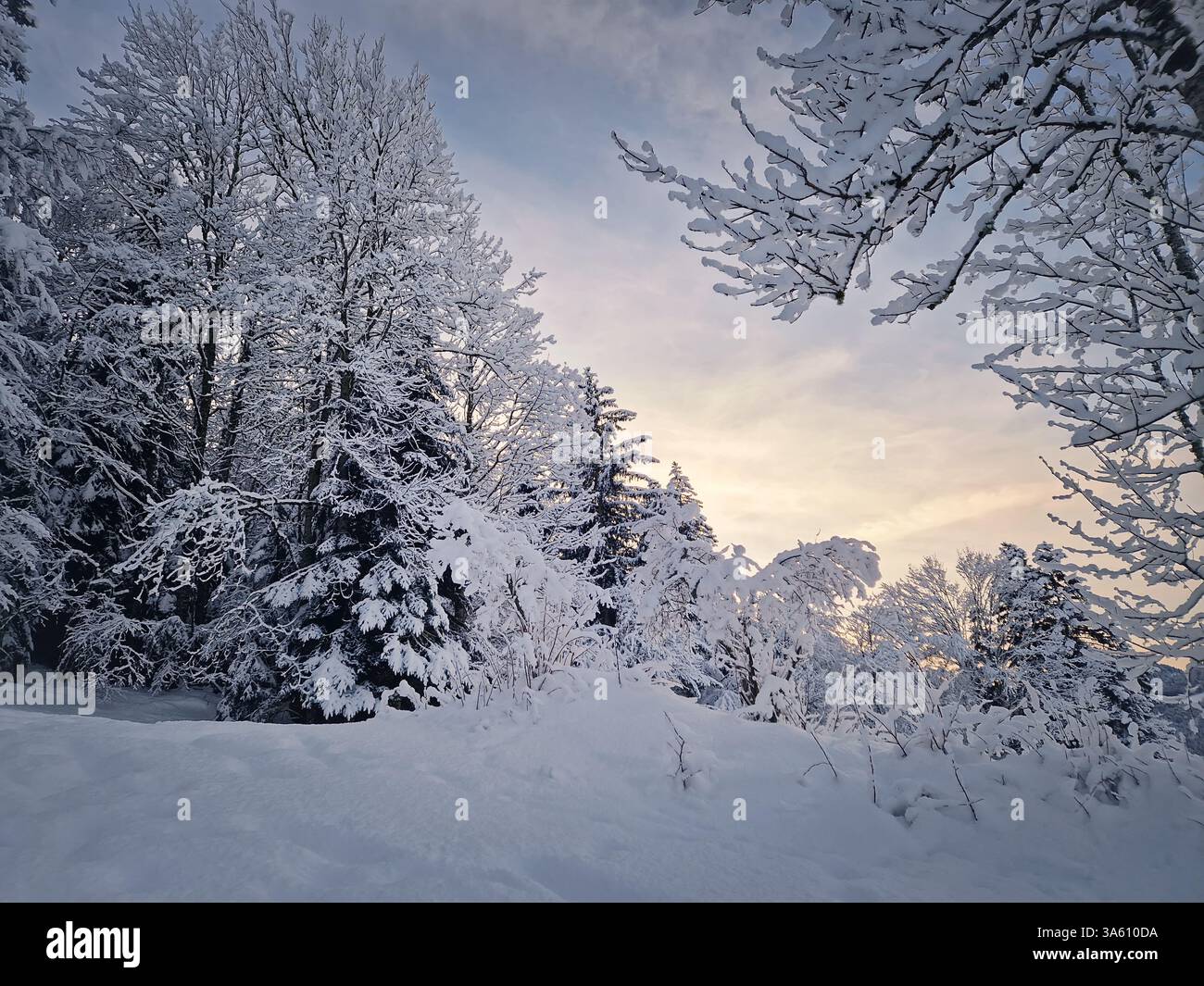 Silent winter landscape with snow covered trees under the morning sky bathed in a warm sunrise glow. Tranquil and picturesque scene exuding seasonal c - Smartphone Captured Stock Image