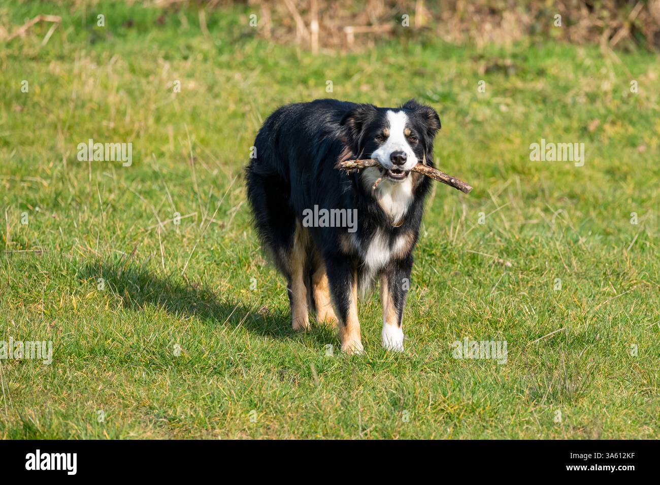 Border Collie dog outdoors in spring sunshine. Stock Photo