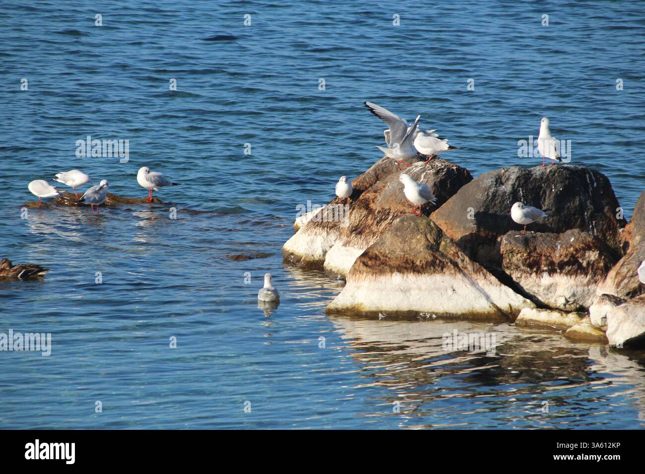 Seagulls and ducks relaxing on a stone Stock Photo