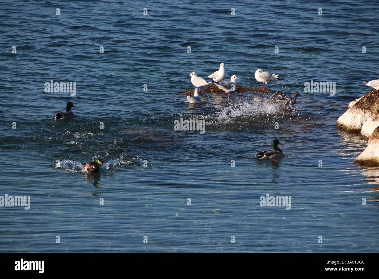 Seagulls and ducks relaxing on a stone Stock Photo