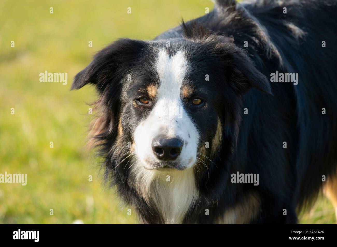 Border Collie dog outdoors in spring sunshine. Stock Photo