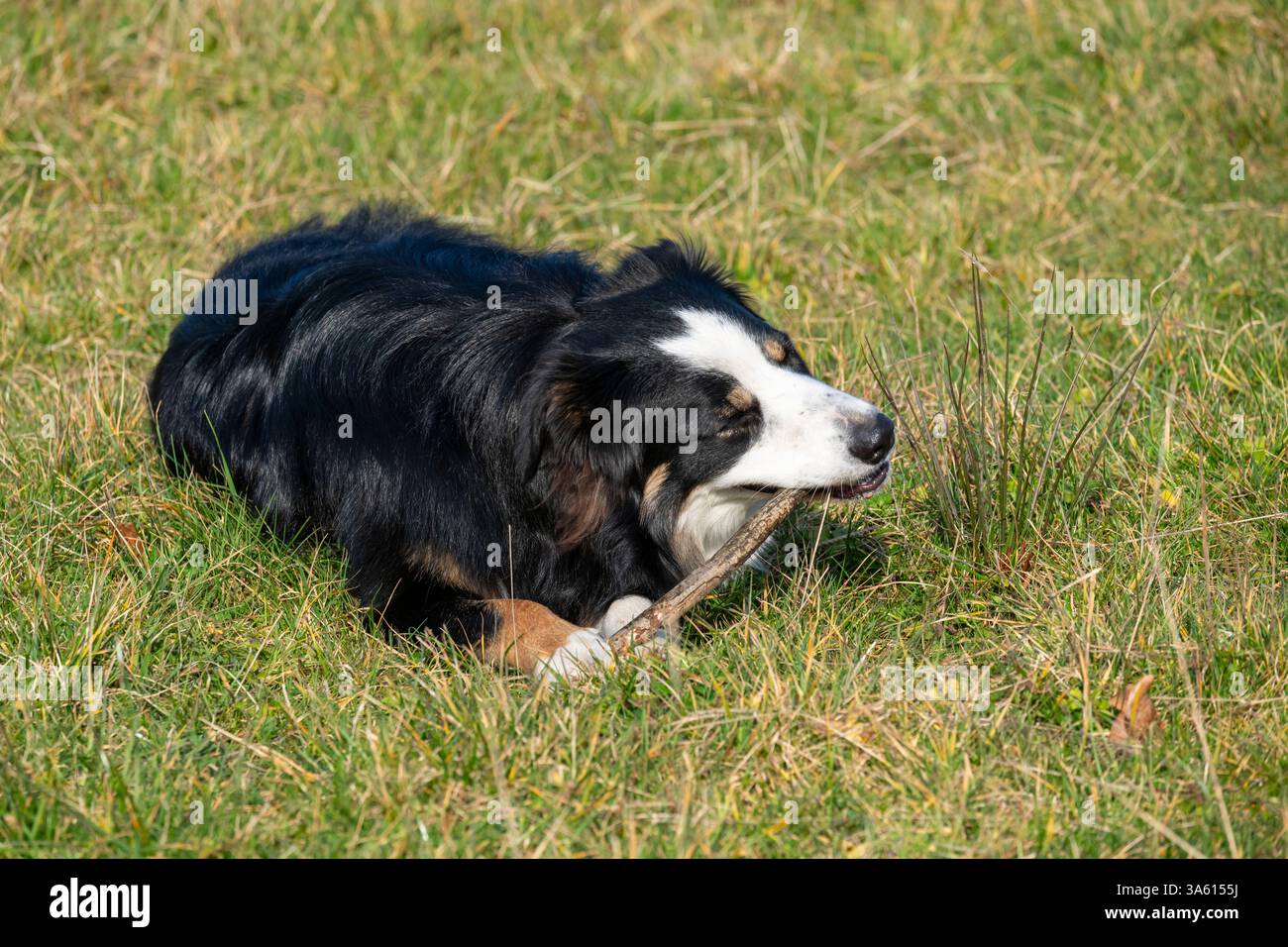 Border Collie dog outdoors in spring sunshine. Stock Photo