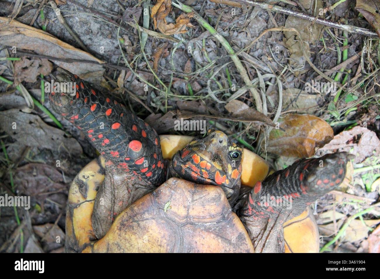 Turtle on its back, close-up, from underside, head and front legs Stock ...