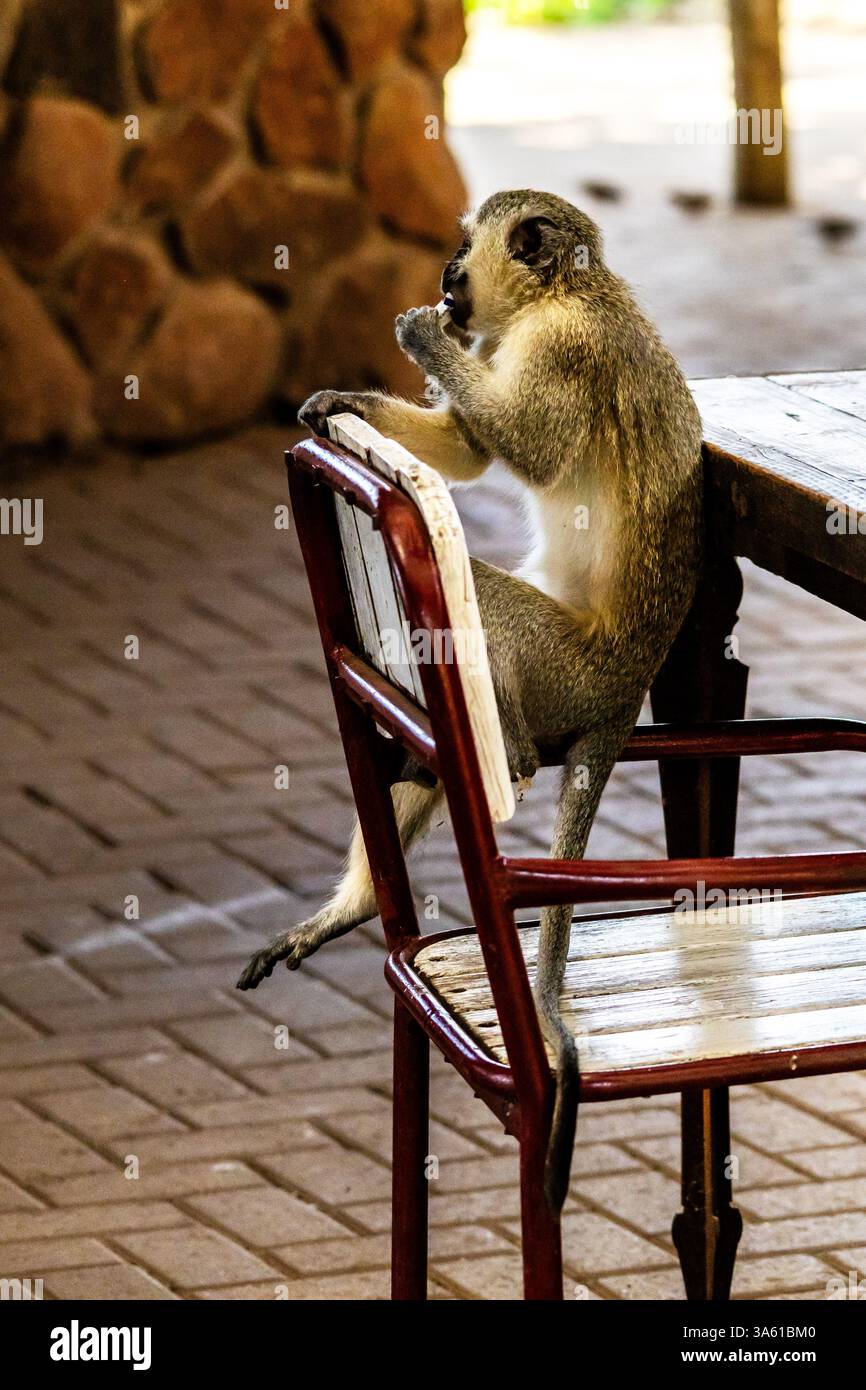 Syte Monkey Monkey sitting on a chair hi-res stock photography and images - Alamy