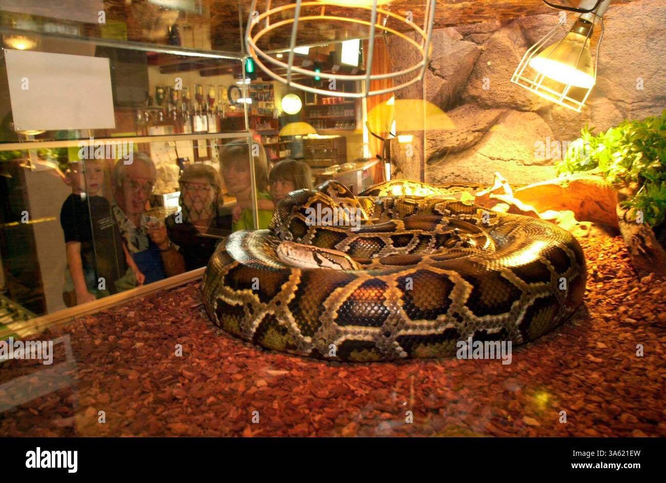 python in a terrarium, one of the largest snake species in the world ...