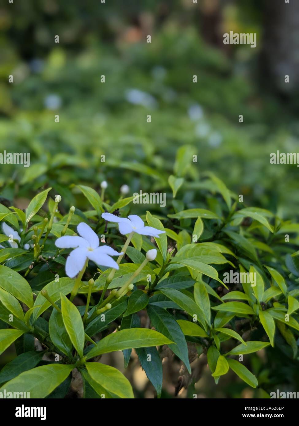 White flowers - Smartphone Captured Stock Image