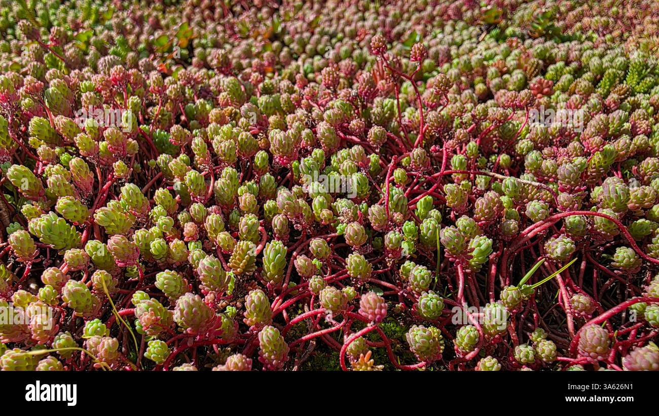 Close up photo of Sedum spurium, commonly known as creeping stonecrop or two-row stonecrop - Smartphone Captured Stock Image