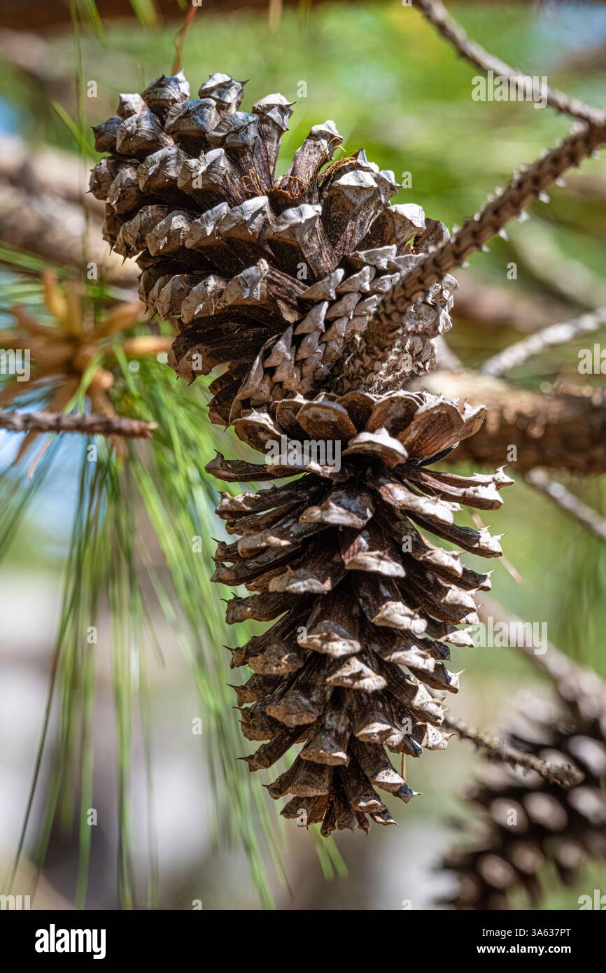 Pine cones on a pine tree in Phenix City, Alabama. (USA) Stock Photo