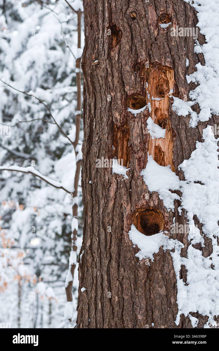 Woodpecker holes on a tree in winter with copy space Stock Photo - Alamy