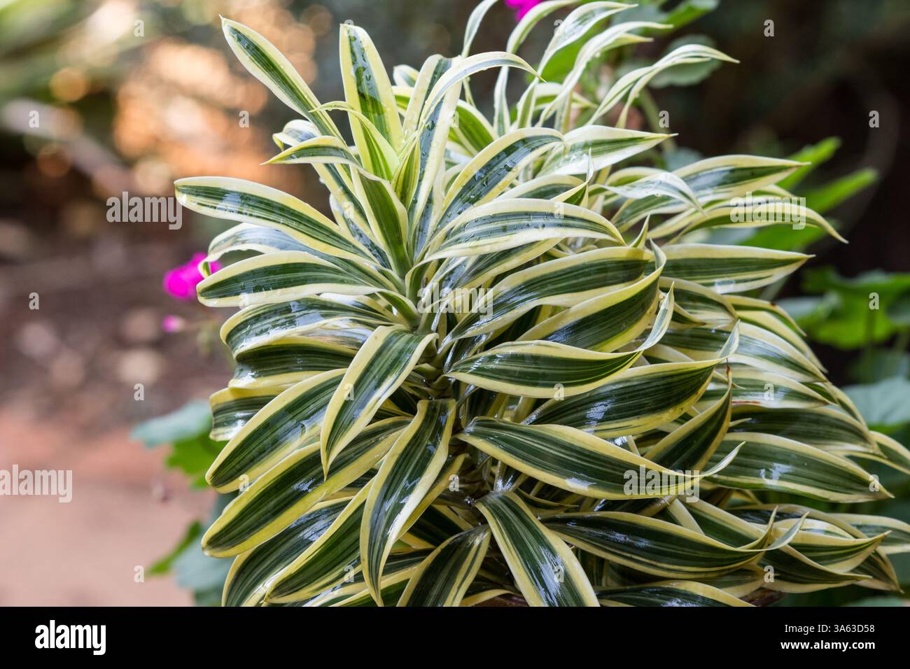 Dracena plant hi-res stock photography and images - Alamy