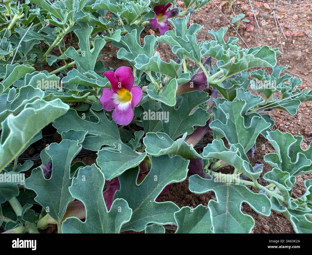 Devil's Thorn plant flowering in December in the Balule Game Reserve - Smartphone Captured Stock Image