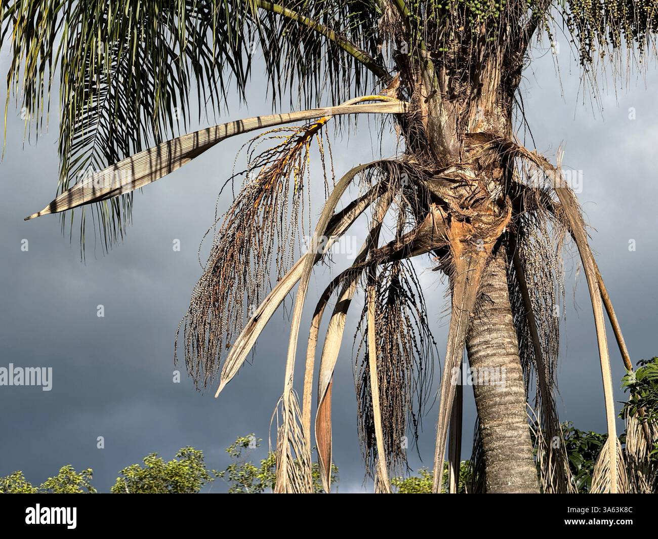 Palm tree showing dead leaves and living leaves and fruit - Smartphone Captured Stock Image
