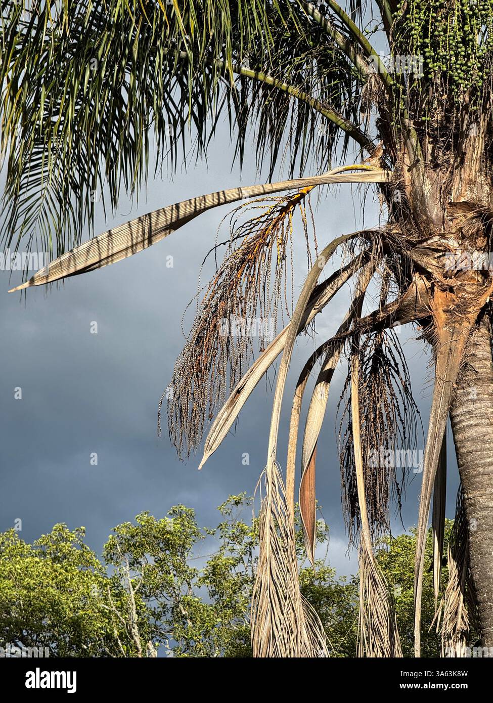 A palm tree lit up in afternoon light before rain - Smartphone Captured Stock Image