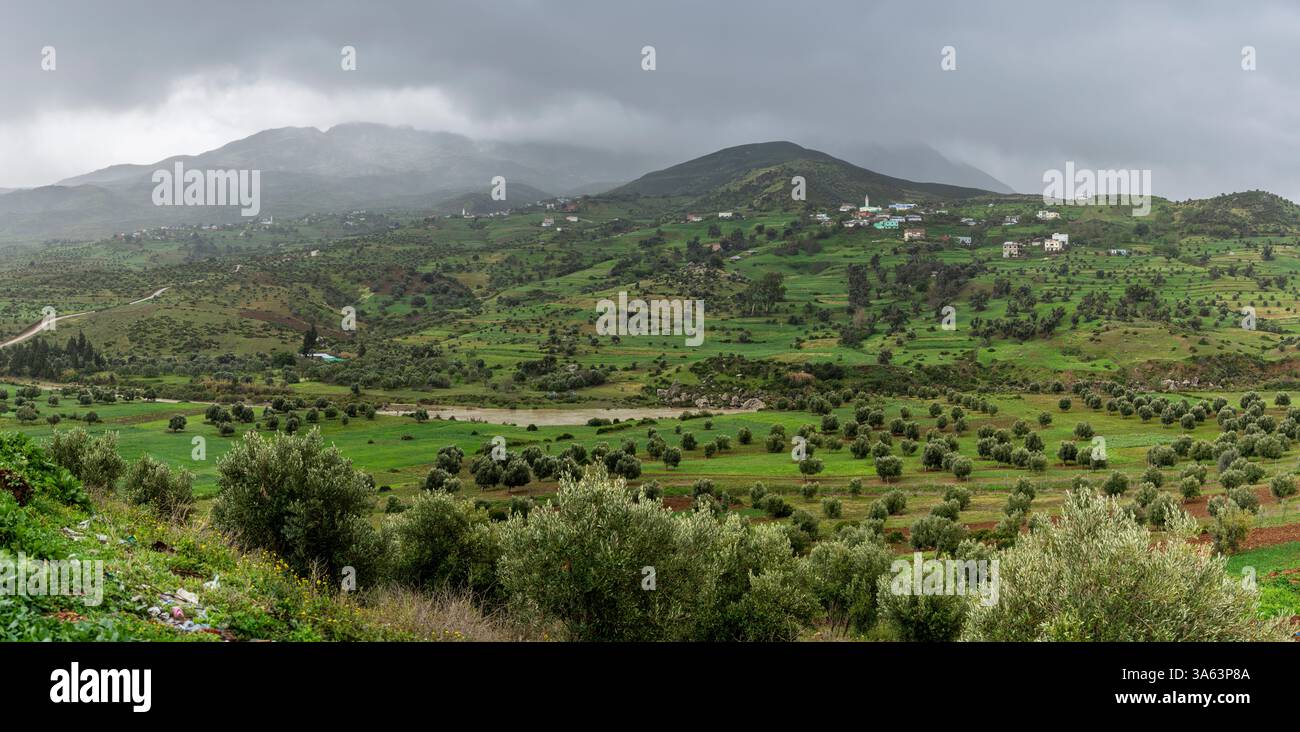 olive groves, Ihlale Al Oued and Rif Mountains, Chefchaouen province ...
