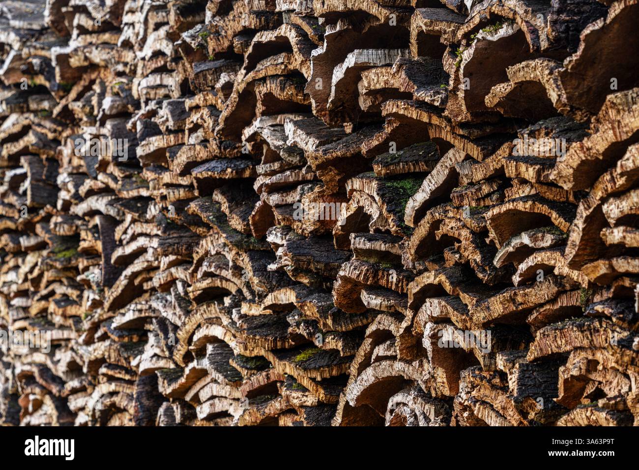 Cork collected, cork oak forests near Taida, Rift mountains, Morocco ...
