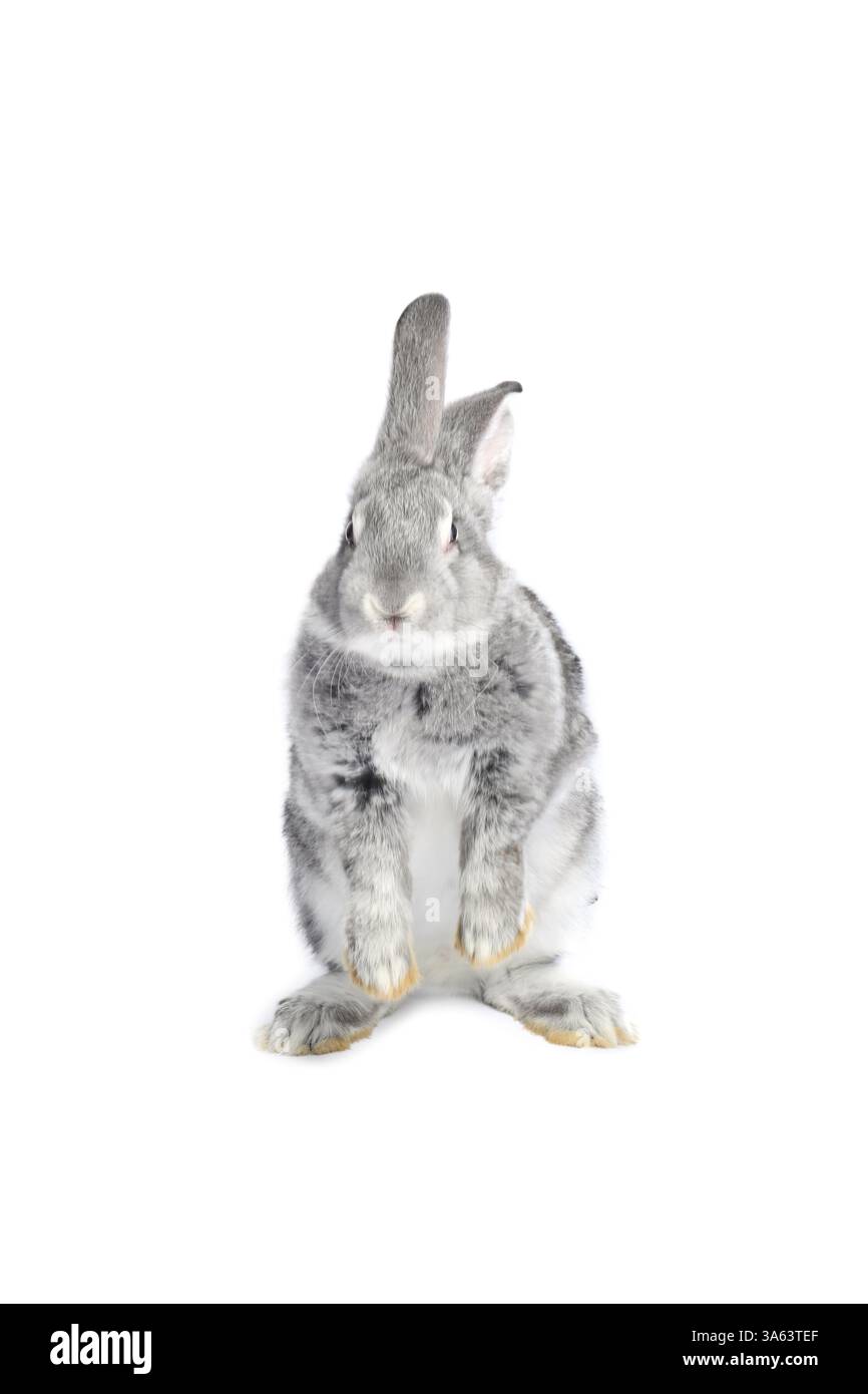Fluffy grey rabbit on white background. Cute pet Stock Photo - Alamy