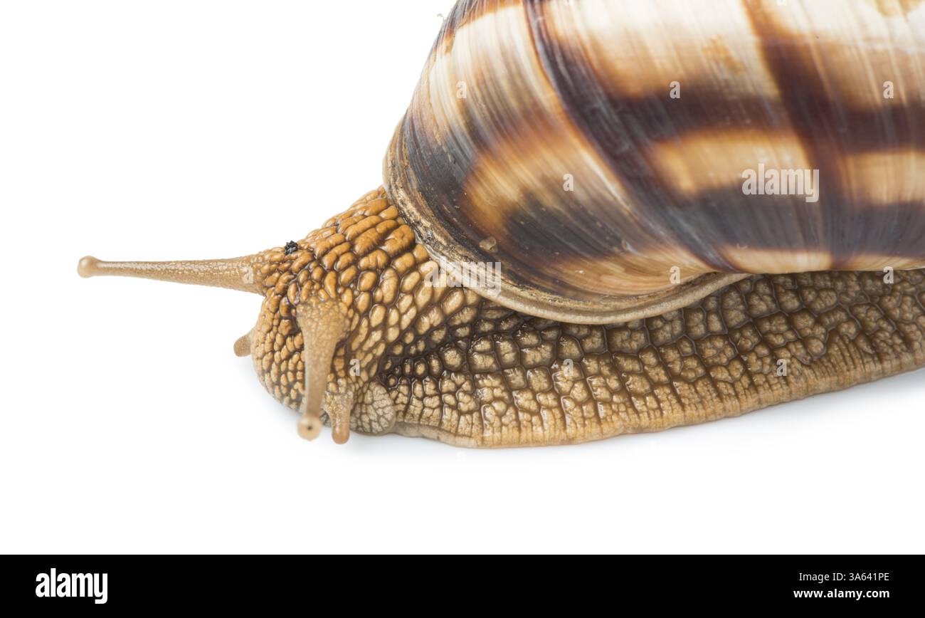 Snail Shot White isolated snail. Studio shot Stock Photo - Alamy