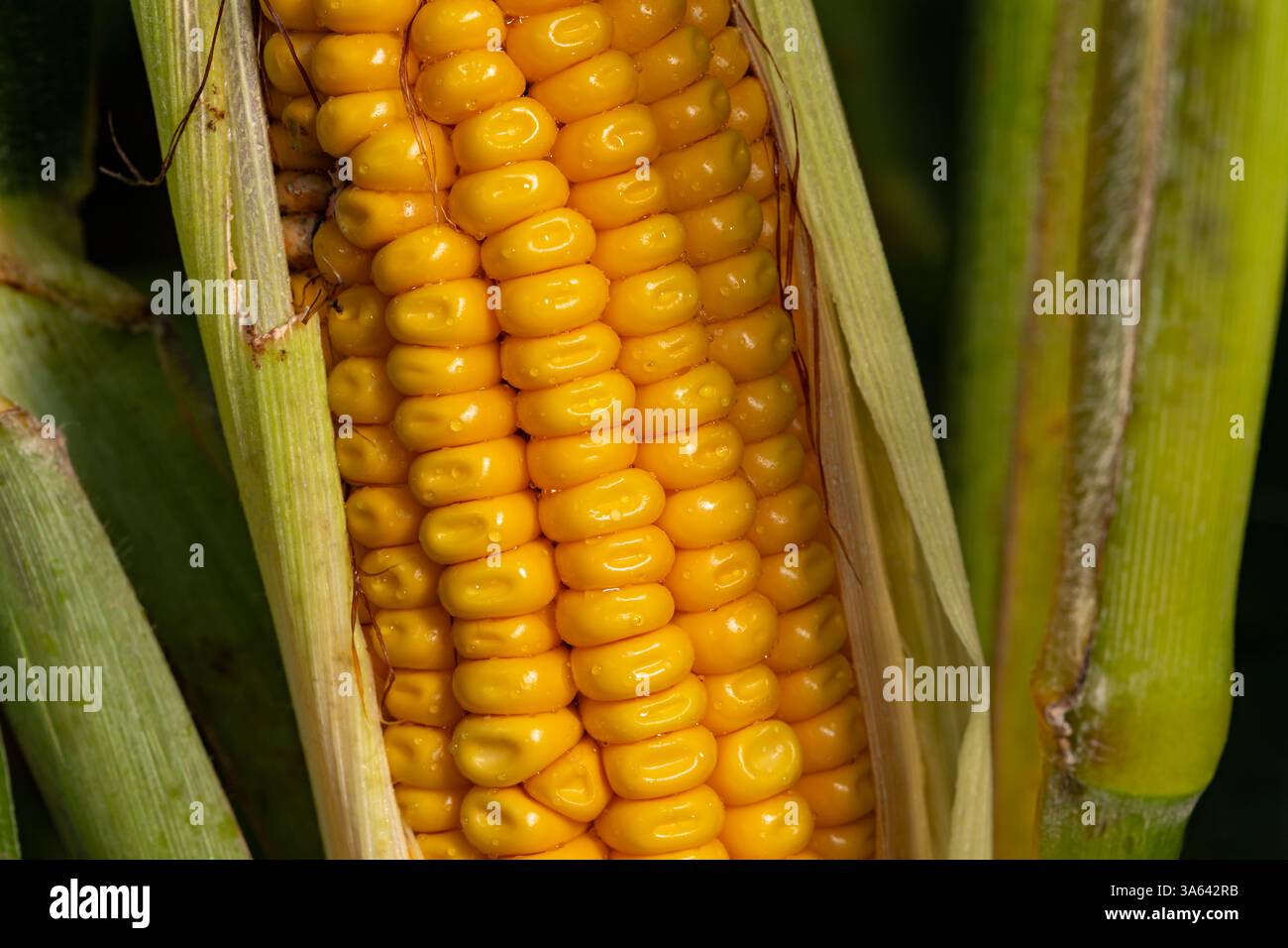 Water drops on corn kernels from corn sweat. Evapotranspiration, corn farming and summer humidity concept. Stock Photo
