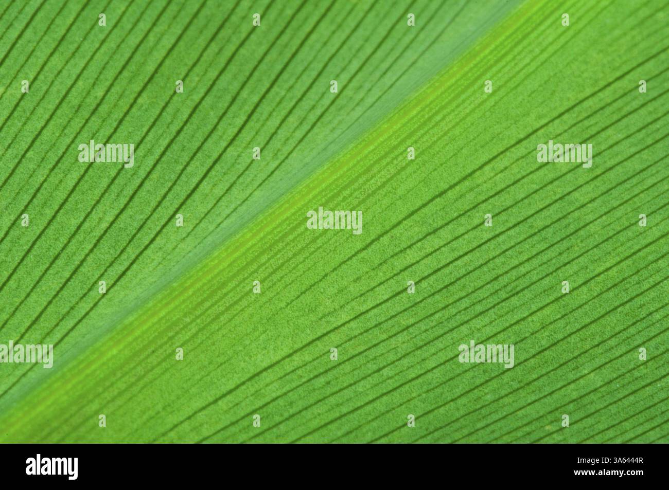 Natural background of green leaf. Close up leaf surface Stock Photo - Alamy