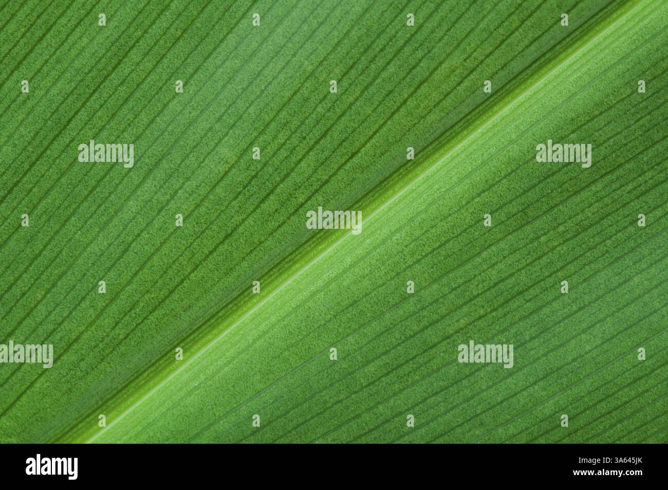 Natural background of green leaf. Close up leaf surface Stock Photo - Alamy