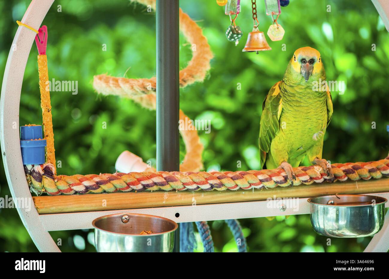 Parrot Room Hi Res Stock Photography And Images Photo Inspiration