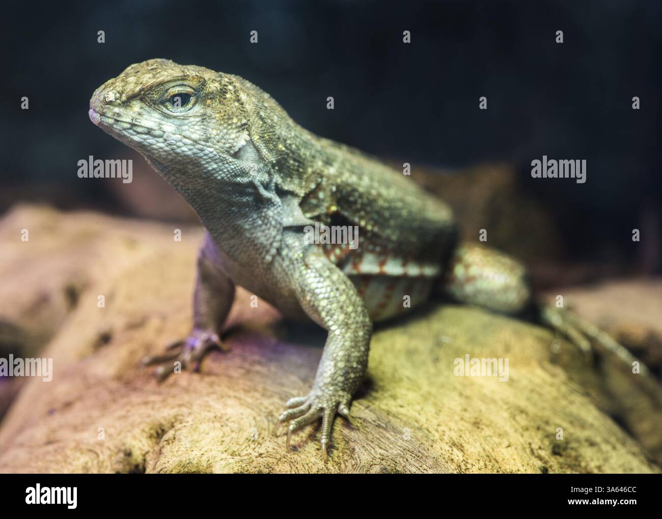 Lizard between leaves and stones Stock Photo