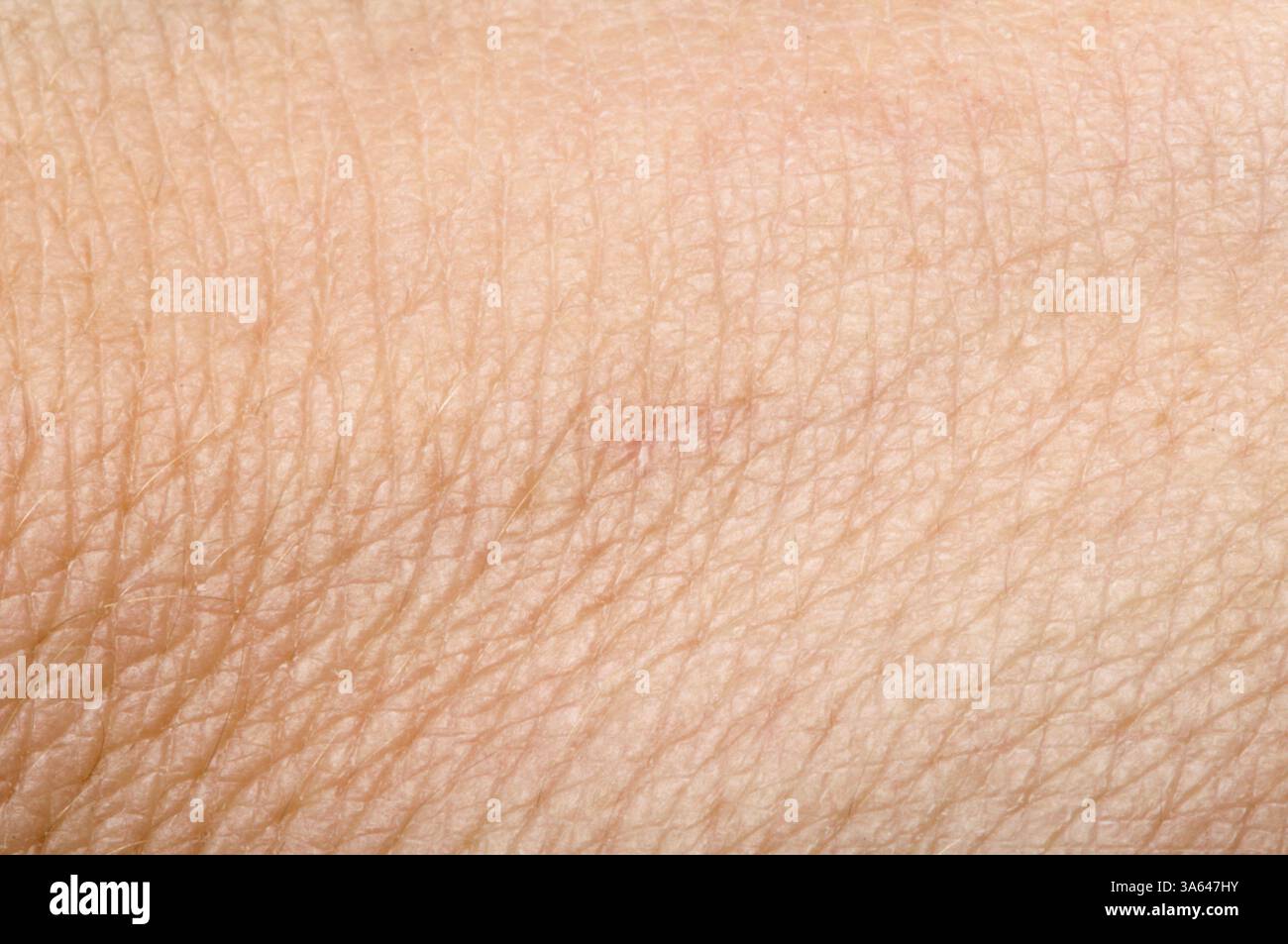 Human skin close up. Structure of Skin Stock Photo - Alamy