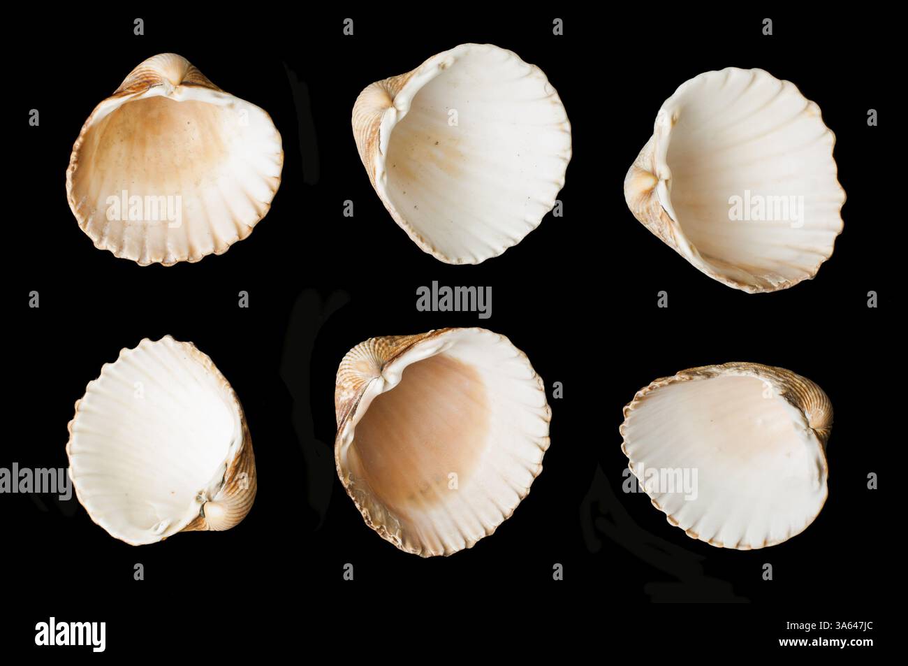 Set of sea ​​shells black isolated. Studio shot Stock Photo - Alamy