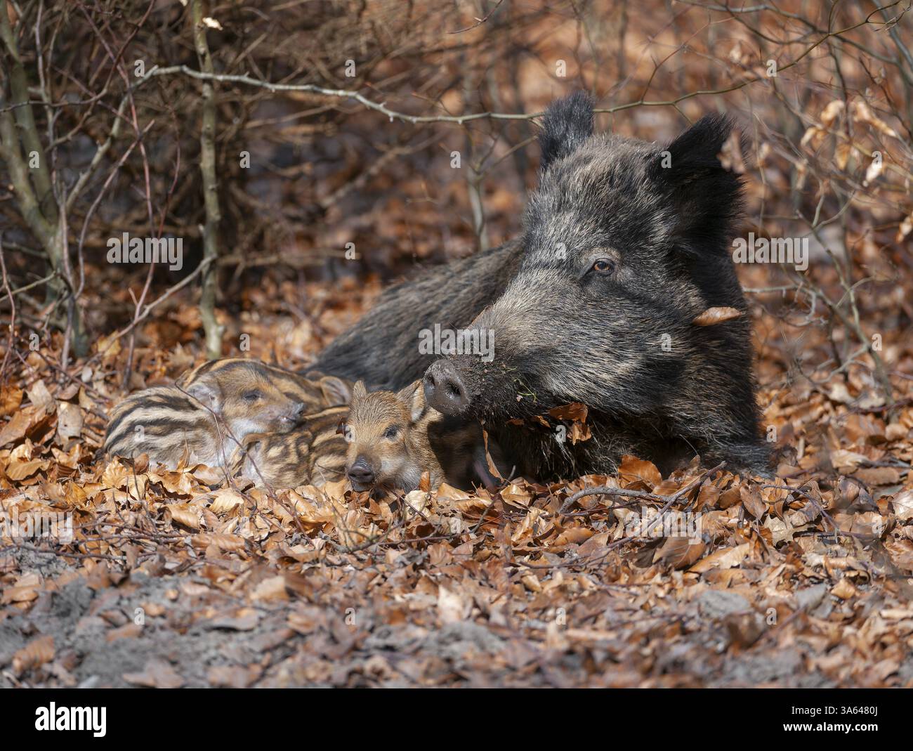 Wild boar, wild boar (Sus scrofa), a wild goat and young boar in the ...