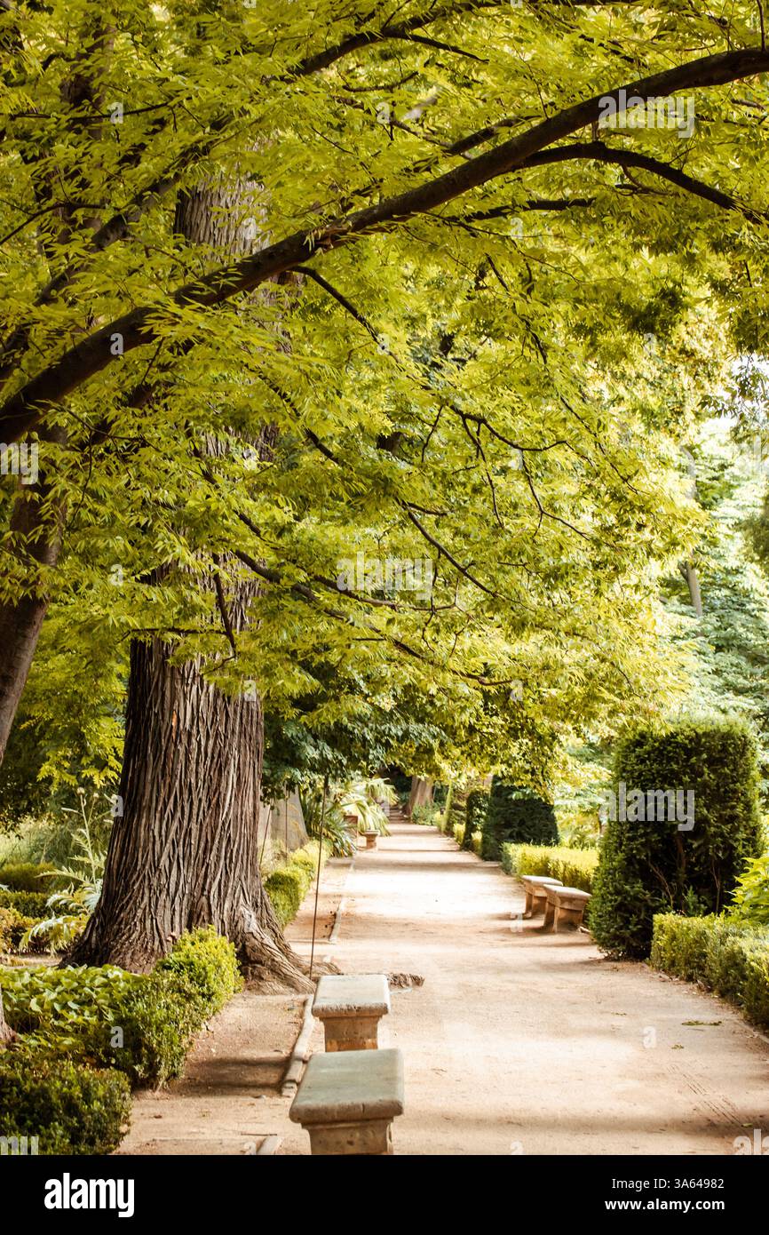 A straight road, pathway in a botanical garden going into a distance on ...