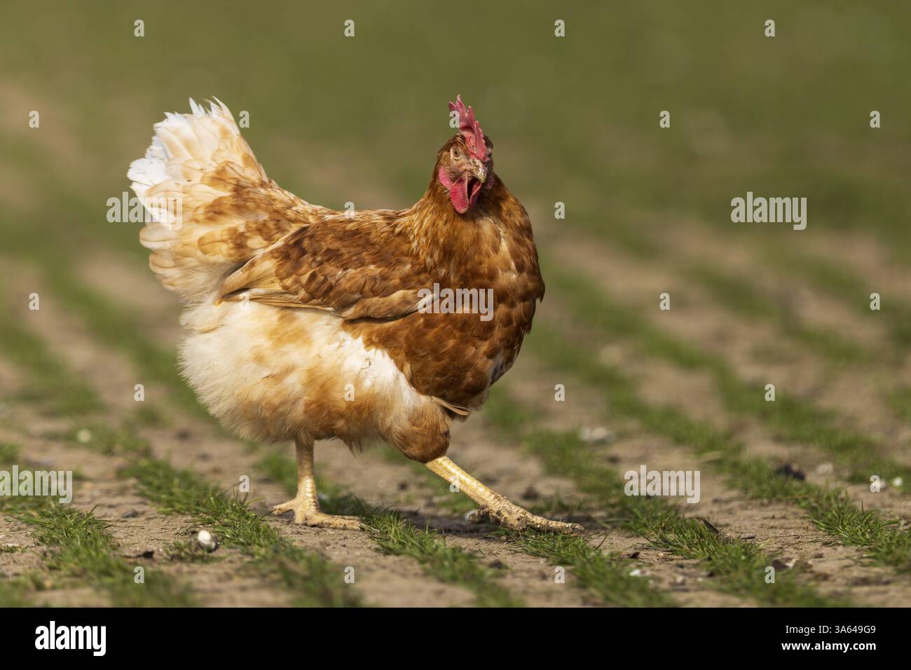 Lone brown hen in hi-res stock photography and images - Alamy