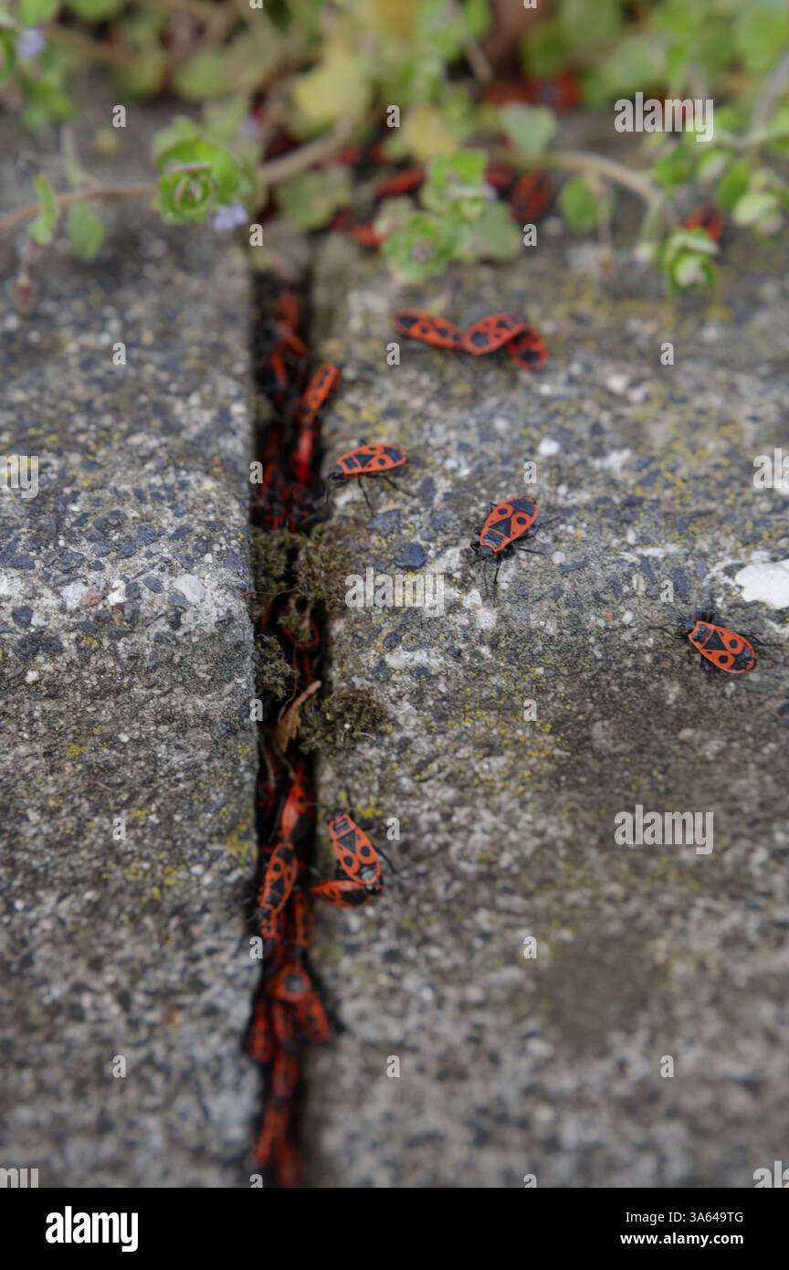 Cracking Insect Insect like figures hi-res stock photography and images - Alamy