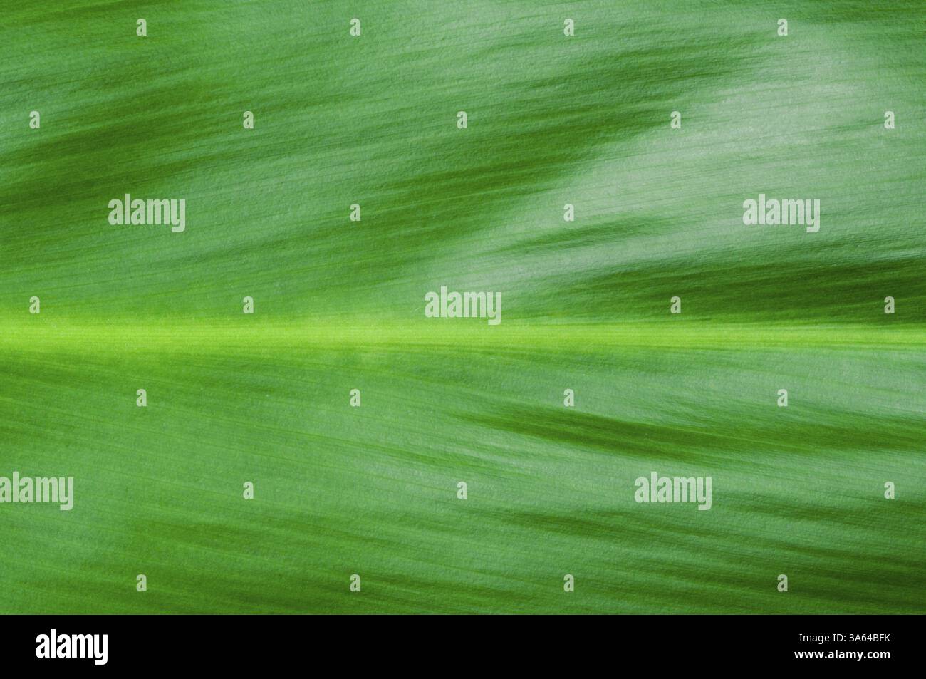 Natural background of green leaf. Close up leaf surface Stock Photo - Alamy