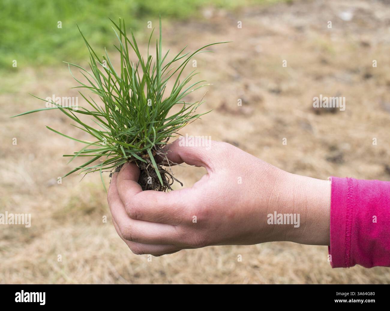 Hand holding turf grass and earth Stock Photo - Alamy