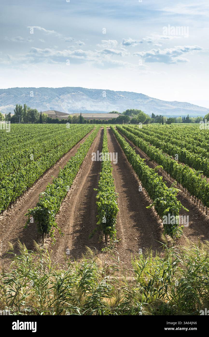 Vineyards in a rows and winery Stock Photo - Alamy