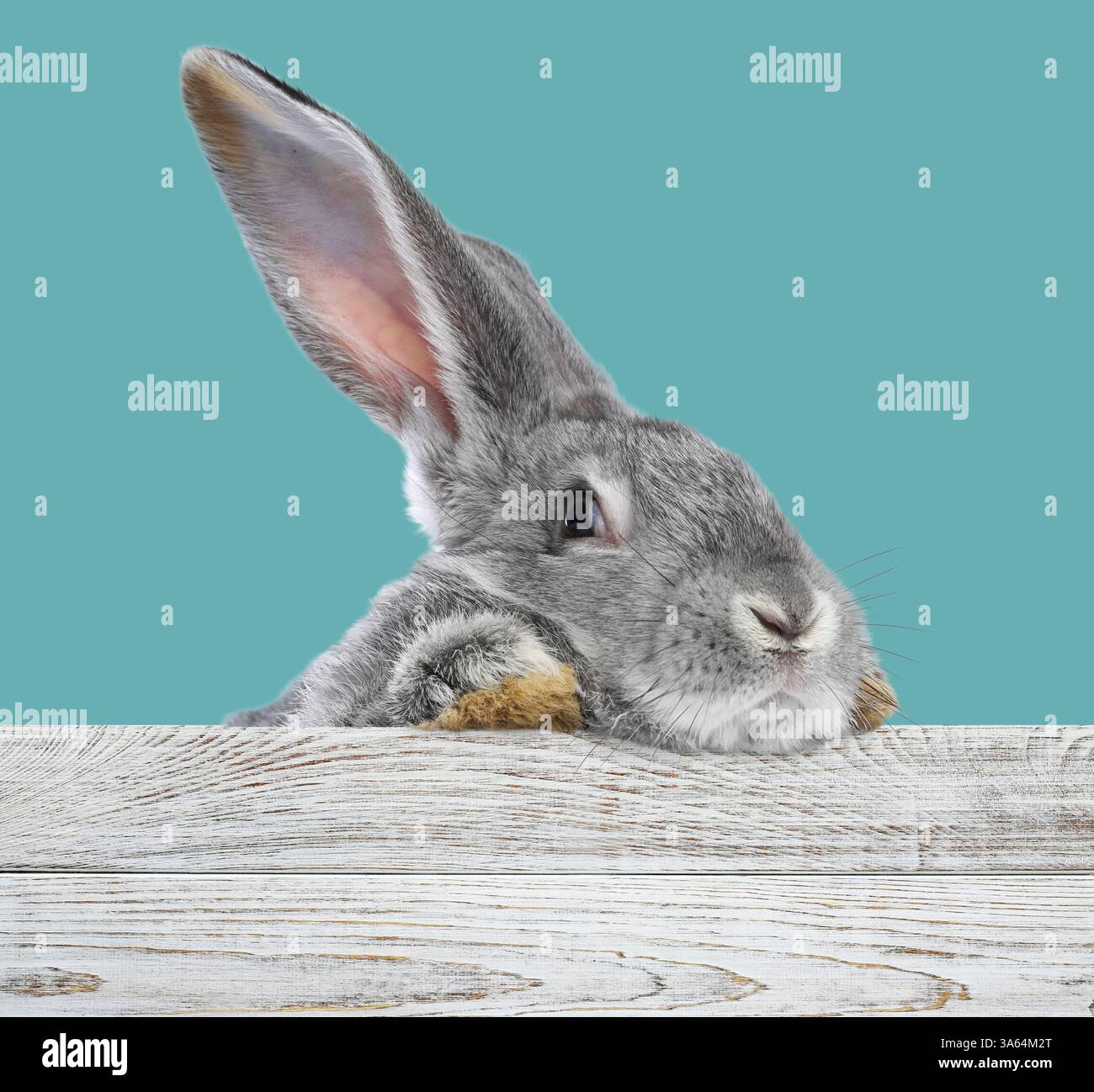 Cute fluffy rabbit peeking out from white wooden fence on turquoise ...