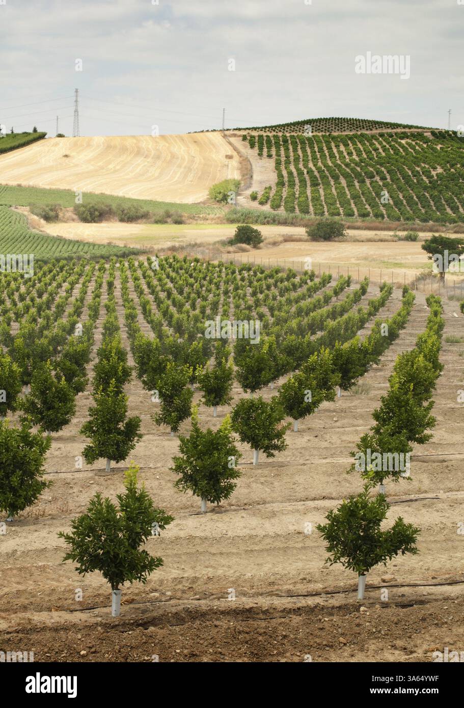 Young orange trees planted in rows Stock Photo - Alamy