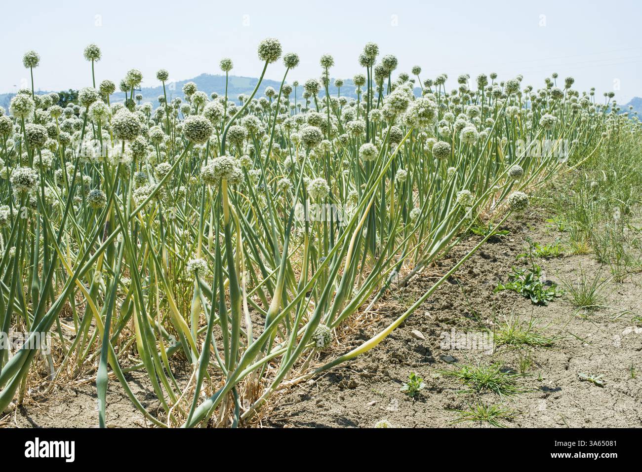 Onion plantation flowering in hi-res stock photography and images - Alamy
