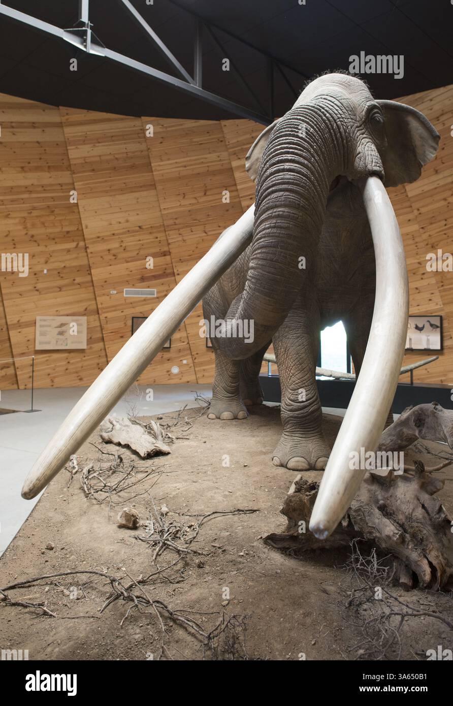 Model of mastodon in real stature Stock Photo