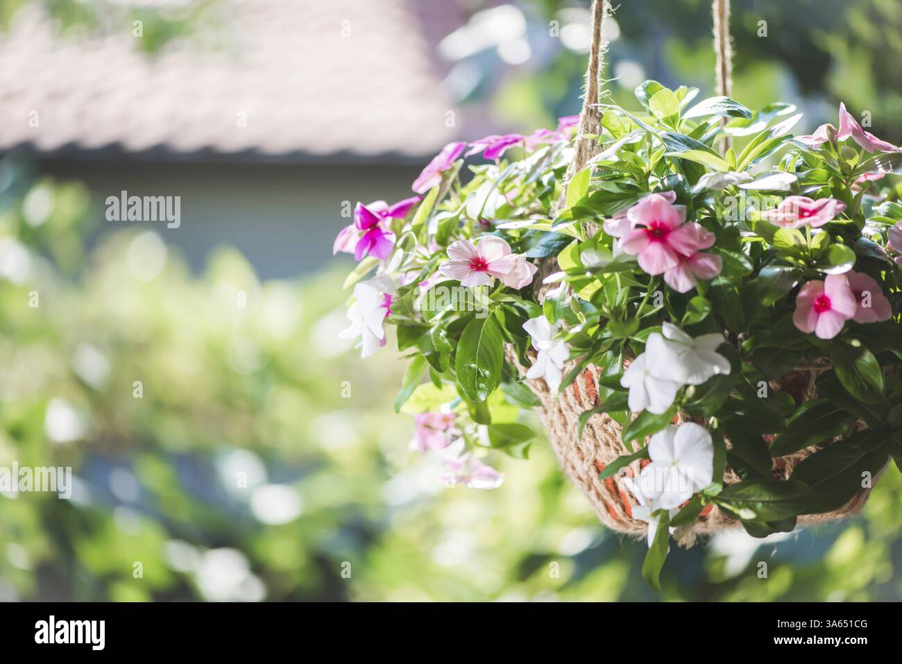 Hanging plant in pot hi-res stock photography and images - Alamy
